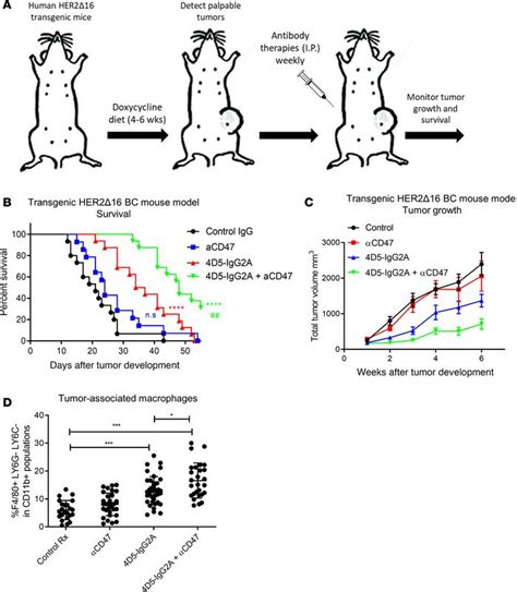 Jci Insight Cd Blockade Augmentation Of Trastuzumab Antitumor