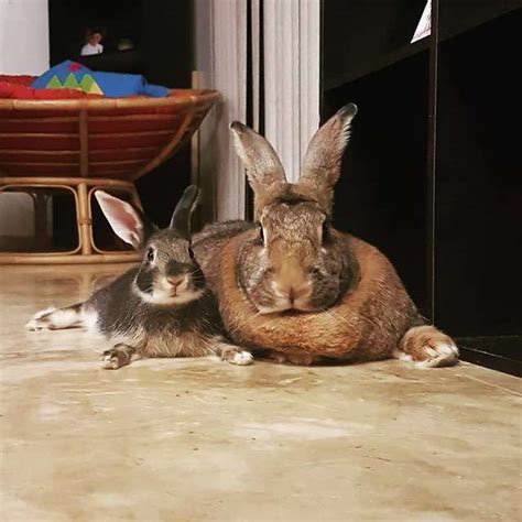 Tiny Rabbit Is Obsessed With Giant Girlfriend Whos 4 Times His Size