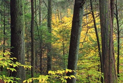 Free Images Tree Path Grass Wilderness Branch Light Sun Road