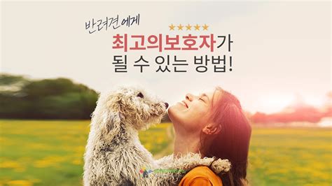 반려견에게 최고의 보호자가 될 수 있는 방법 강아지케어 Youtube