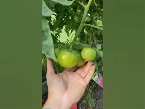 Томат Пень от Семена Алтая - YouTube