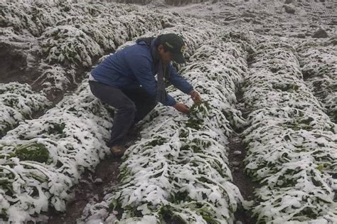 Mil Hect Reas De Cultivos Afectadas En Toda La Regi N Diario Sin