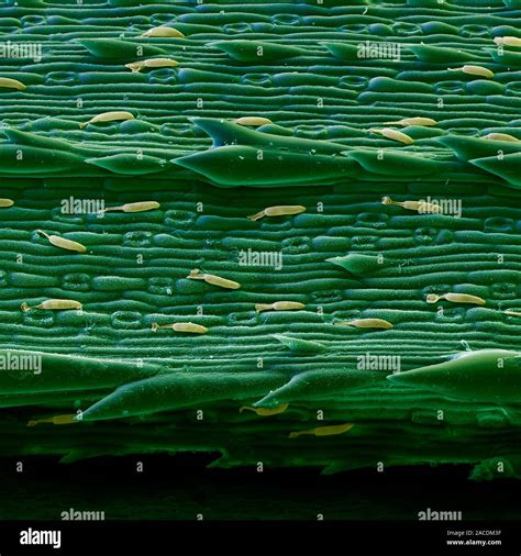 Lemon Grass Leaf Coloured Scanning Electron Micrograph Sem Of The Leaf Of A Lemon Grass Plant