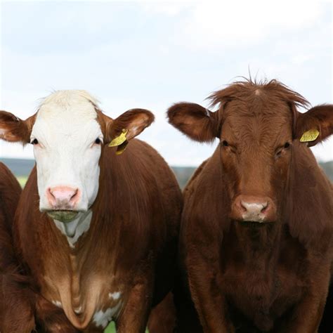 Texas Bovine Trichomoniasis Control Program Facts For Cattle Owners