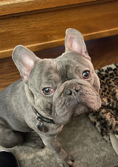 Corneal Ulcer for Gatsby : r/Frenchbulldogs