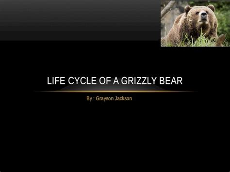 (PPTX) Life Cycle Of A Grizzly Bear - PDFSLIDE.NET