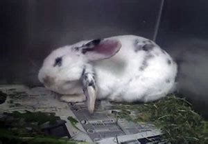 Rabbits & E. Cuniculi | Rabbit Welfare Association