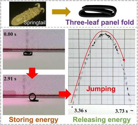 Springtail Angewandte Chemie