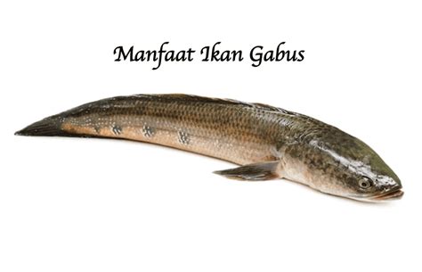 Manfaat Ikan Gabus Untuk Kesehatan Bams