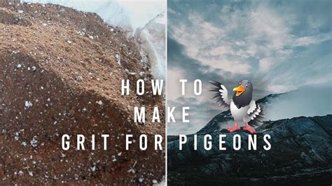 How To Make Grit For Pigeons YouTube