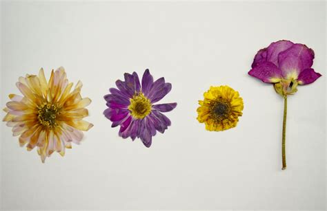 How To Make Pressed Flowers Petal Talk