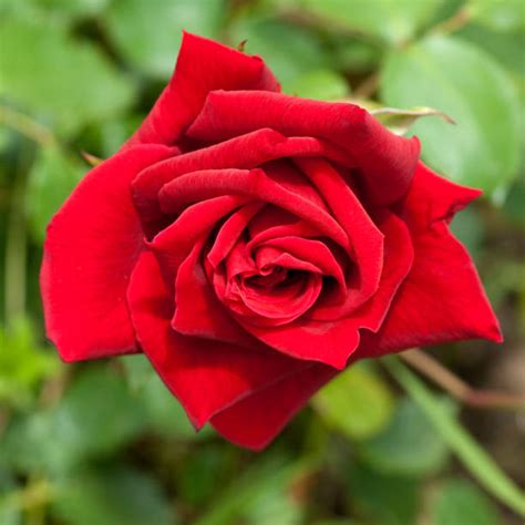 tea rose stock  pictures royalty  images istock