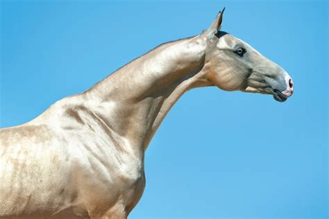 Akhal Teke Dressage