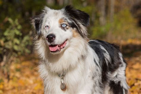 Herding Dog Breeds The Smart Dog Guide