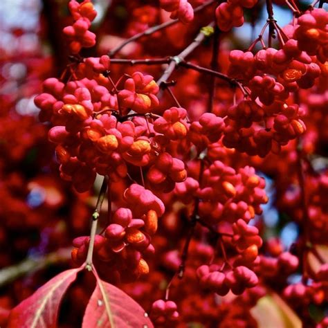 Бересклет европейский Ред Каскад Euonymus europaeus Red Cascade ...