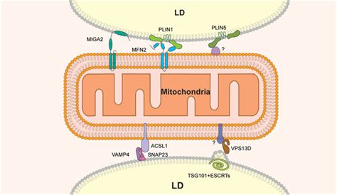 Frontiers Touch And Go Membrane Contact Sites Between Lipid Droplets