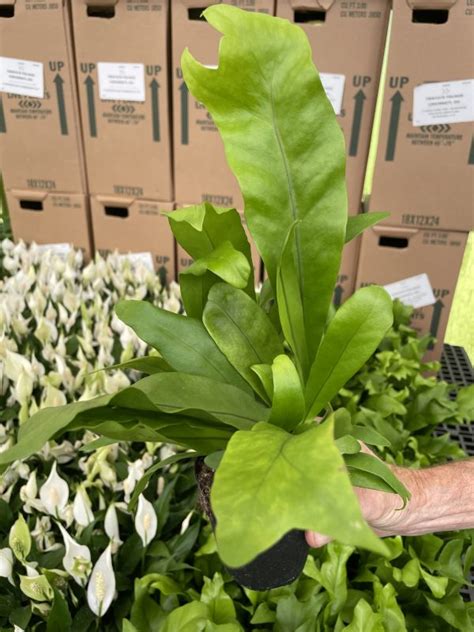 Fern Green Flame Tri State Foliage In House Availability