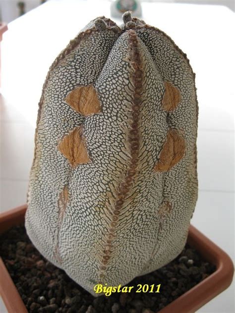 Astrophytum Myriostigma Cv Onzuka Foto Scheda Piante Di