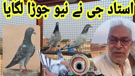 Ustad G New Jory Lgany Start Kar Diye Asim Saeed Pigeons YouTube