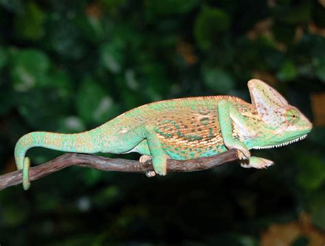 Sub Adult Orange Veiled Chameleons For Sale Buy Sub Adult Veiled