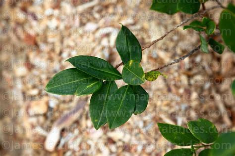 Magical Andes Photography Close Up Of Leaves Of Coca Plant