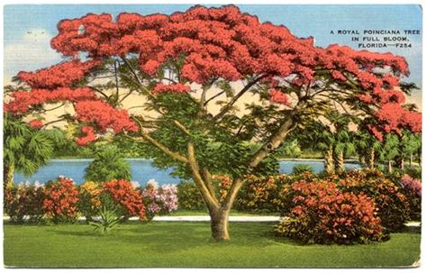 FLORIDA - Royal Poinciana Tree in Full Bloom