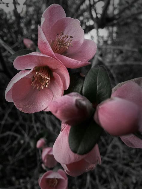 Free Images Blossom Leaf Flower Petal Botany Pink Flora Close