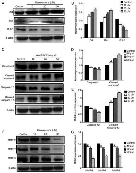 Induction Of Apoptosis In Mcf 7 Cells By Alantolactone Treatment A