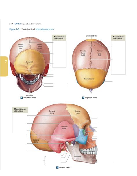 The Adult Skull Anatomy Diagram Quizlet