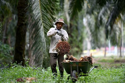 Kerajaan Sediakan Insentif Program Tanam Semula Sawit Bernilai RM100