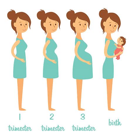 First Trimester Pregnancy Illustrations, Royalty-Free Vector Graphics ...
