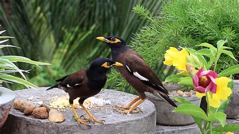 Feeding Birds Bring Good Luck How To Attract Beautiful Birds At Home