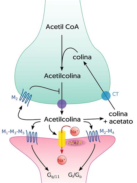 An Image Of The Cell Membrane And Its Connections To Each Other