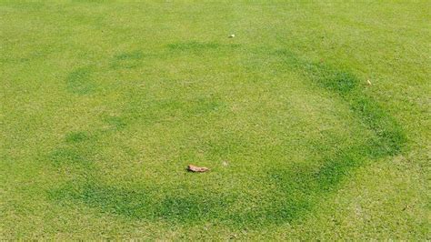 Fairy Ring Disease Syngenta Turf And Landscape