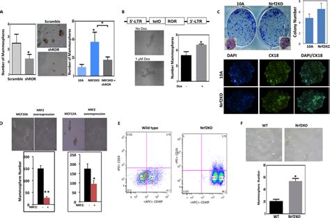 Nrf Ror Regulates Mammary Stem Cell Self Renewal A Mammosphere