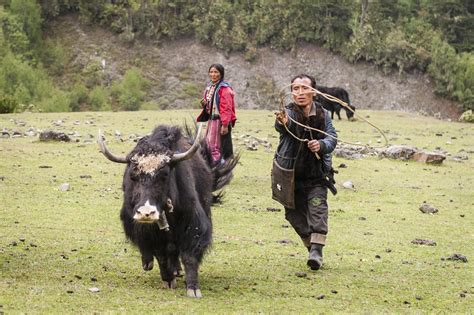 End Of The Road The Changing Lives Of Bhutans Yak Herders