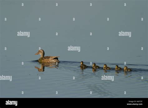 Gadwall ducklings hi-res stock photography and images - Alamy