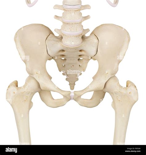 Pelvis Humano Fotos e Imágenes de stock Alamy