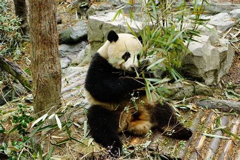 Chengdu Panda Tour And Local Culture Experience