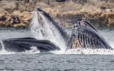 7 Stunning Whale Watching Spots to Explore in Alaska | Worldwide Boat