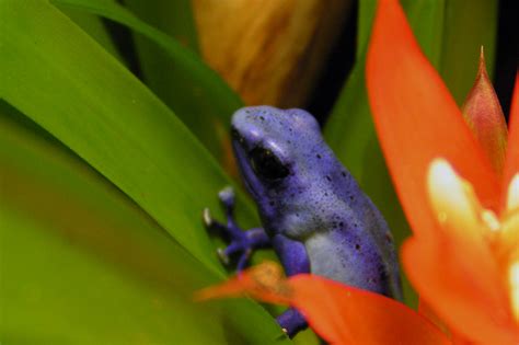 Blauer Pfeiltfrosch Dendrobates Azureus