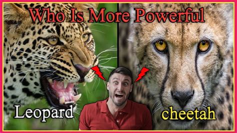 Who More Powerful Cheetah Vs Leopard 🤔can A Leopard Defeat A Cheetah