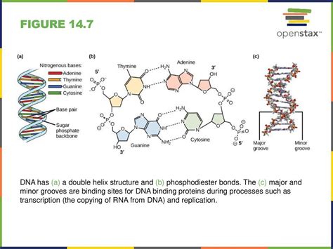 Chapter 14 Dna Structure And Function Ppt Download