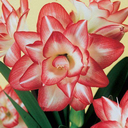 Van Zyverden Amaryllis Blossom Peacock Set Of Bulb Red Part Sun