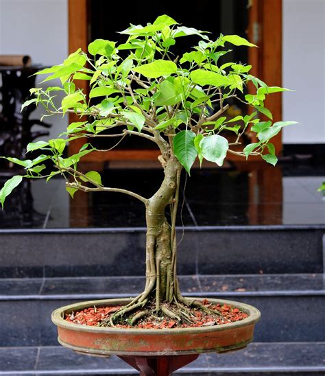 Bonsai Ficus Bodhi Koleksi Gambar