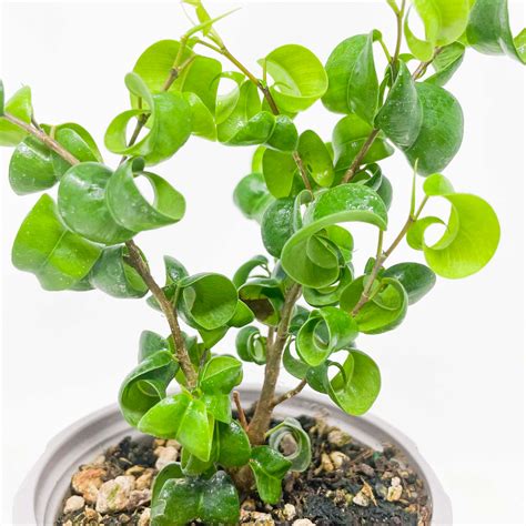 Ficus Benjamina Pandora Curly Weeping Fig Etsy