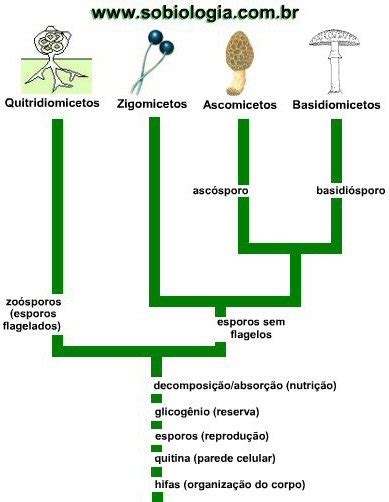 Classificação Dos Fungos Só Biologia