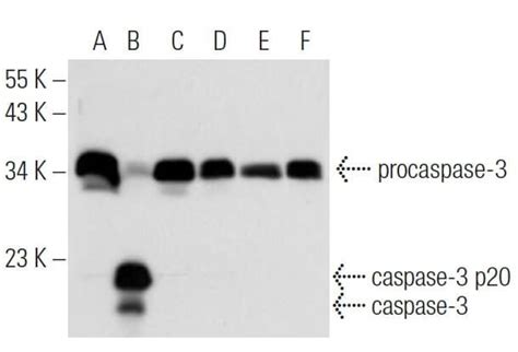 Caspase A Scbt Santa Cruz Biotechnology