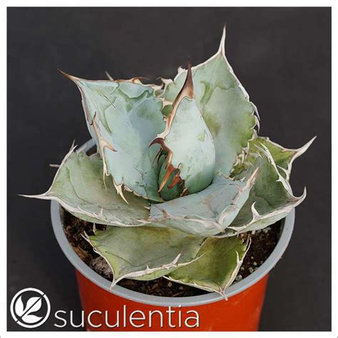 Agave Titanota White Ice Suculentia Venta Online De Suculentas Y