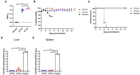 Frontiers An Adenovirus Vectored Rvf Vaccine Confers Complete Protection Against Lethal Rvfv